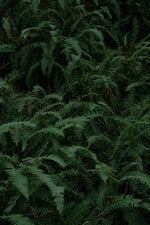 Lush greenery