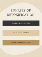 3 Phases of Detoxification