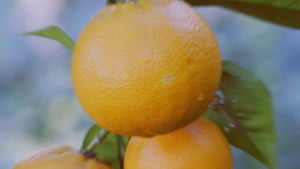 
                  
                    Load and play video in Gallery viewer, Liposomal Vitamin C Video 
                  
                